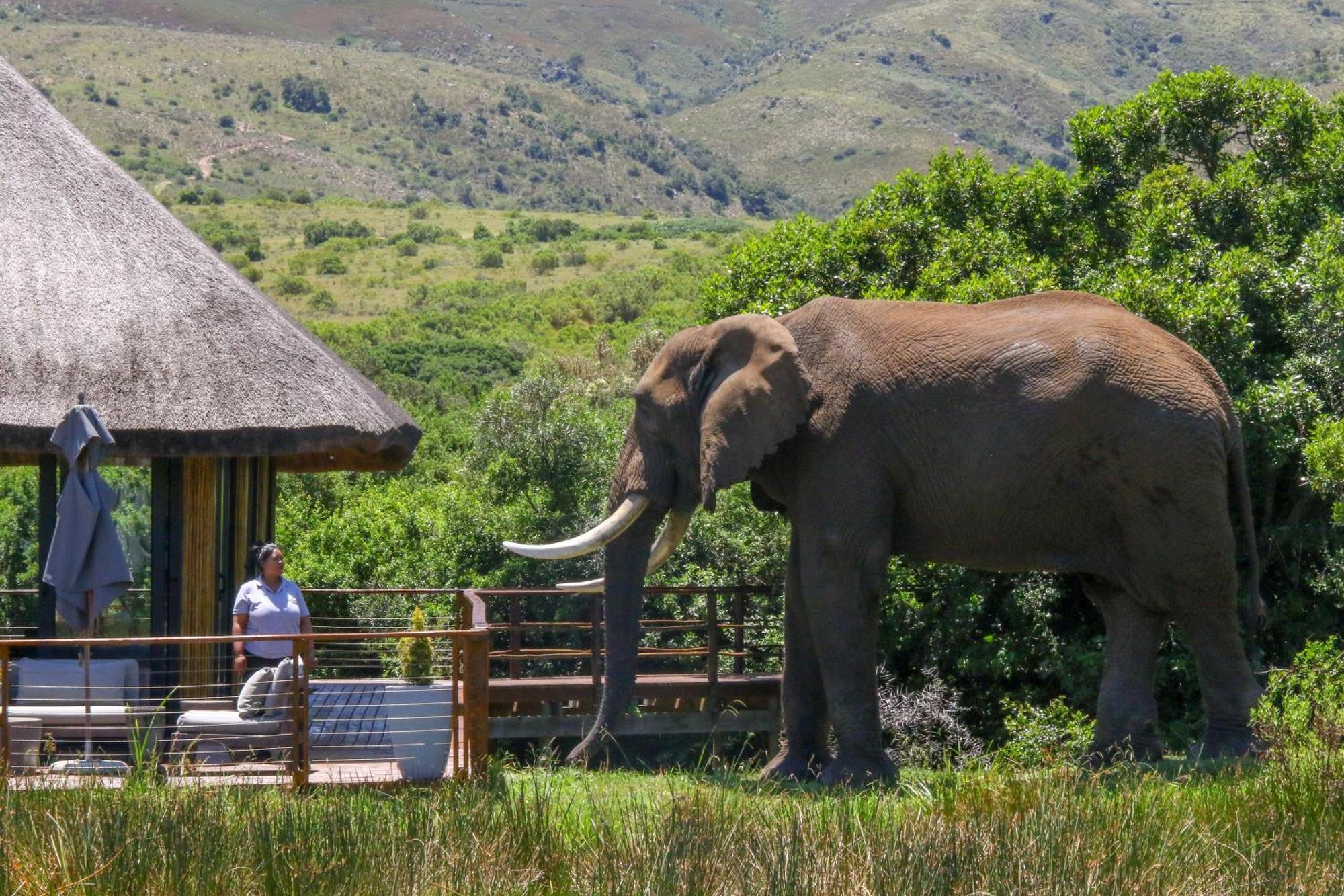Barefoot Addo Elephant Lodge ภายนอก รูปภาพ