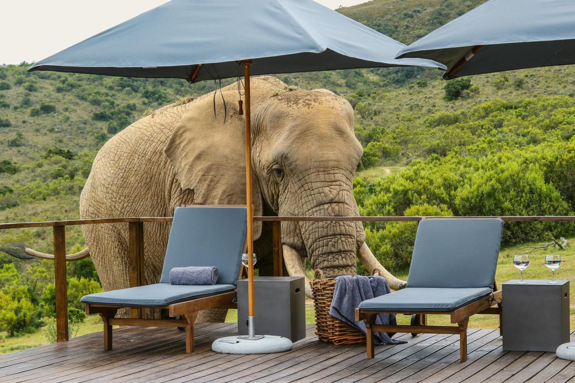 Barefoot Addo Elephant Lodge ภายนอก รูปภาพ